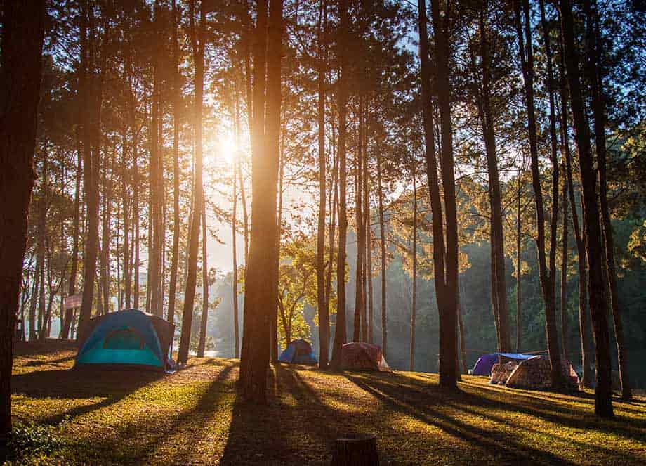 Sherwood Forest Camping