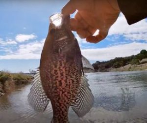 Fishing Photo - Medina Lake